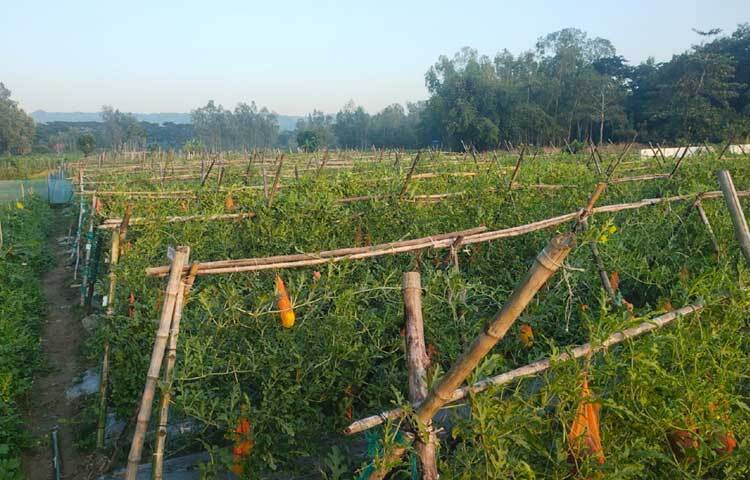 মিরসরাই উপজেলা কৃষি কর্মকর্তা প্রতাপ চন্দ্র রায় বলেন, বন্যায় খুব ক্ষতিগ্রস্ত হয়েছে তরমুজ চাষি ইকবাল। ক্ষতি কাটিয়ে নতুন করে আবারও তরমুজ আবাদ করছেন তিনি। ভালো ফলনও হয়েছে, এরই মধ্যে কয়েকবার ক্ষেত পরিদর্শন করেছি। আবহাওয়া অনুকূলে থাকলে এবার ভালো বিক্রি হতে পারে।