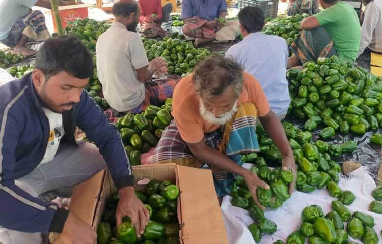 ৪-৫ জন করে কৃষকেরা দলবেঁধে কেউ গাছ থেকে ফল তুলছেন, কেউ পরিষ্কার করছেন।