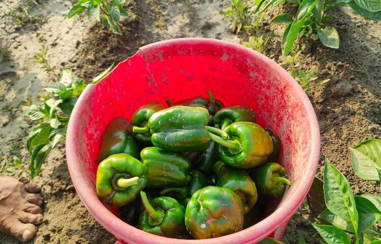 অত্যন্ত কম ক্যালরিবিশিষ্ট ক্যাপসিকাম ওজন নিয়ন্ত্রণ করতে দারুণ কার্যকর। একই সঙ্গে বিভিন্ন পুষ্টিগুণে ভরপুর এই মরিচ জাতীয় উপাদেয় সবজিটি।