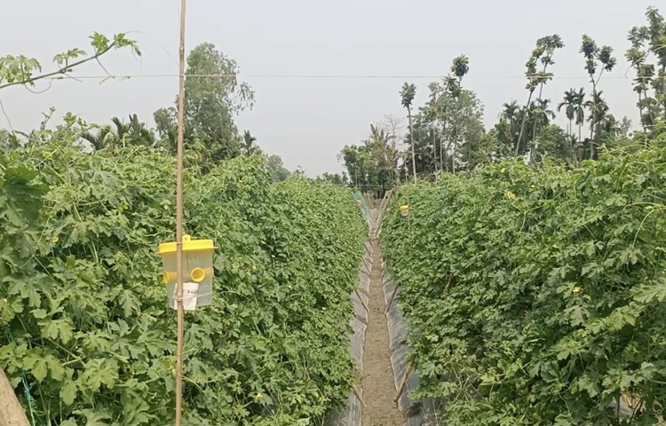 পোকামাকড় দমনে বসানো হয়েছে ফেরোমন ফাঁদ।
