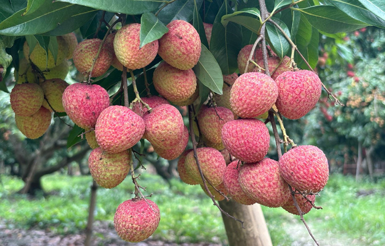 হাজরাপুরের লিচু দীর্ঘদিন ধরে টসটসে রসালো, স্বাদ এবং গুণগত মানের জন্য স্থানীয়ভাবে পরিচিত হলেও জিআই স্বীকৃতির মাধ্যমে এটি এখন জাতীয় ও আন্তর্জাতিক বাজারে একটি স্বতন্ত্র পরিচয় পেয়েছে।