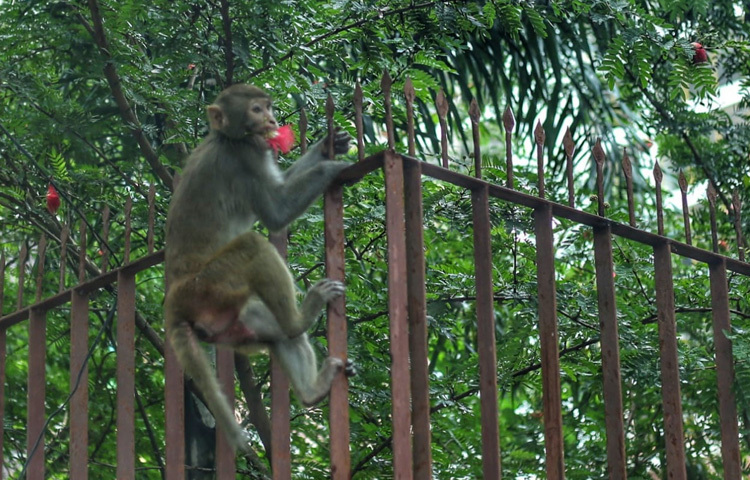ঢাকার বেইলি রোড, যা সাংস্কৃতিক চর্চা, থিয়েটার আর ক্যান্টিনের জন্য পরিচিত, সেই ব্যস্ত সড়কে এখন নজর কাড়ছে অন্য এক বিষয়-গাছে বসে থাকা বানর! সাধারণত ঢাকায় খাঁচার বাইরে বানর দেখা এখন বিরল ঘটনা। অথচ এই বানরটি একাই দিব্যি গাছে চড়ে ফুল ছিঁড়ে খাচ্ছে, পথচারীদের কেউ কেউ দাঁড়িয়ে দেখছেন, কেউ আবার ছবি তুলছেন।