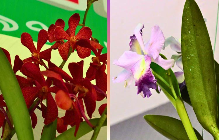 কোথাও হালকা গোলাপি, কোথাও গাঢ় বেগুনি, কোথাও আবার হলুদের সঙ্গে সাদা ছাপ-প্রতিটি গাছের সৌন্দর্য যেন আলাদা ভাষায় কথা বলে।