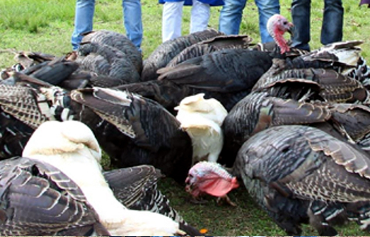 পুরুষ টার্কিগুলোর ঠোঁটের নিচে লাল রঙের লম্বা শূরের মতো ঝুলে আছে। পুরুষ টার্কিগুলো মাঝে মধ্যে পেখম মেলে স্ত্রী টার্কিগুলোর সঙ্গে খুনসুঁটিতে মেতে উঠছে। শুধু টার্কি মুরগী নয়, হাঁস ও ছাগলের খামারও আছে তার বাড়ির আঙিনায়।  ছবি: এম মাঈন উদ্দিন