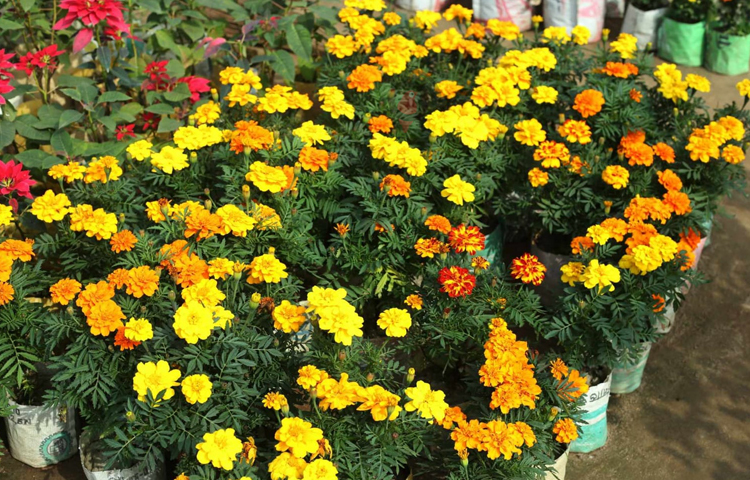 সব গাছেই রয়েছে ফুল। এ যেন হলুদের সমারোহ। ছবি: মাহবুব আলম