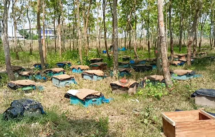 আমি ১৫০টি বাক্স বসিয়েছি। এসব দেখাশোনা করতে ৩ জন শ্রমিক কাজ করছে। আমার খামারে প্রতিদিন ২০ কেজি করে মধু পাচ্ছি। কালোজিরার মধুর প্রচুর চাহিদা। আমরা এই মধু ৬০০ টাকা কেজি দরে বিক্রি করছি। এতে আমরা অনেক লাভবান। ছবি: বিধান মজুমদার