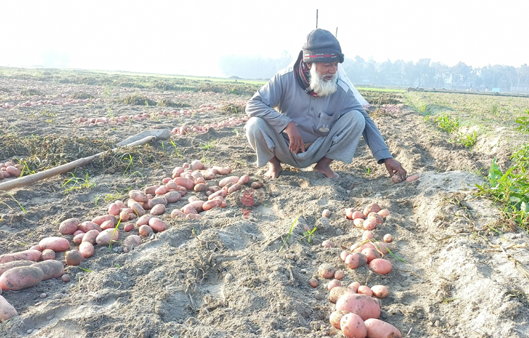 লালমনিরহাটের হাতীবান্ধা উপজেলায় আলু চাষ করে বাজিমাত করেছেন কৃষক মোকছেদুল হক ভুট্টা। ছবি: রবিউল হাসান