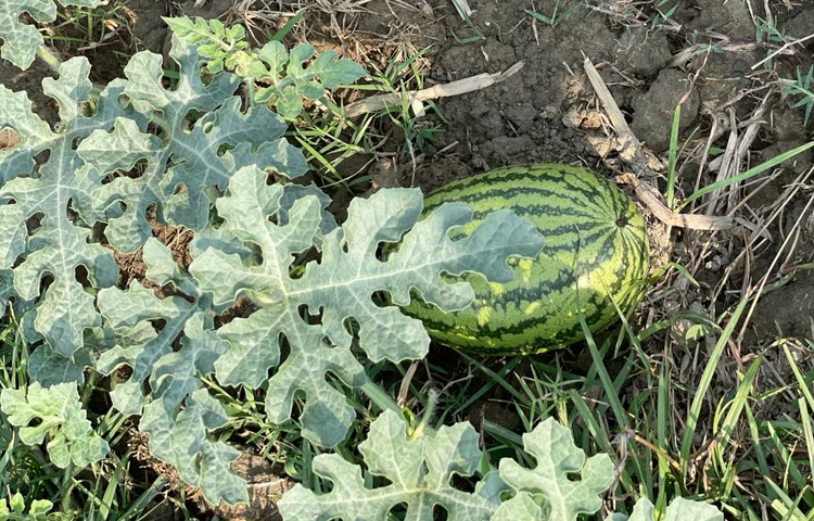 পূর্ব ইছাখালী গ্রামে দোআঁশ মাটি (বালিযুক্ত) ও উপযুক্ত পরিবেশ হওয়ায় এবং ইছাখালী খাল থেকে পর্যাপ্ত পানি সরবরাহের ব্যবস্থা থাকায় চলতি বছর ১৬ জন উদ্যোক্তা তরমুজ চাষের উদ্যোগ নেন। প্রথমে মাটিগুলো ল্যাবে পরীক্ষা করেন। পরে বাণিজ্যিকভাবে চাষের উদ্যোগ নেন। ছবি: এম মাঈন উদ্দিন