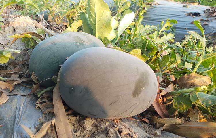 চলতি মৌসুমে ৫০ শতক জমিতে ১ লাখ ৮০ হাজার টাকা ব্যয়ে মালচিং ও অর্গানিক পদ্ধতিতে চাষ করেছিলেন গ্রীষ্মকালীন তরমুজ।