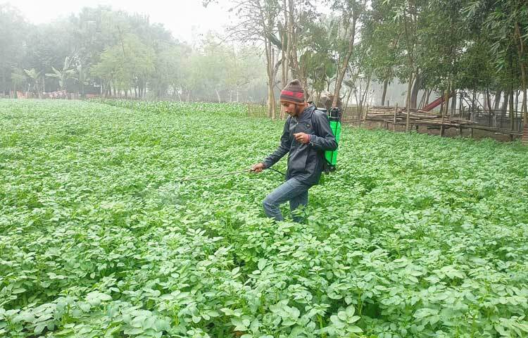 কনকনে ঠাণ্ডা আর ঘন কুয়াশায় আলু খেতে স্প্রে করতে ব্যস্ত কৃষকরা।