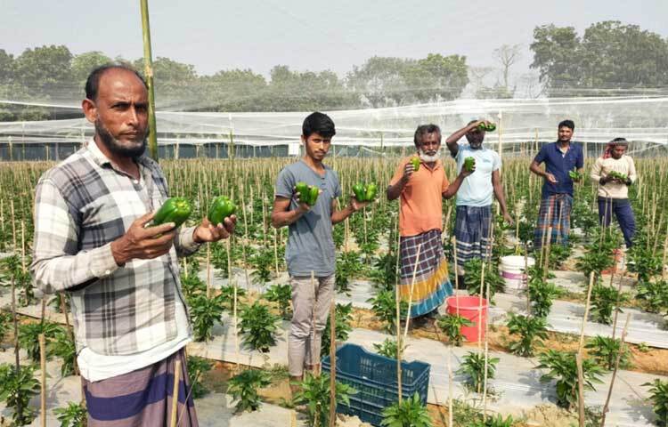 আবহাওয়া অনুকূলে থাকলে ক্যাপসিকাম থেকে চলতি মৌসুমে খরচ বাদে প্রায় ১৪ লক্ষাধিক টাকা মুনাফা সম্ভব বলে জানিয়েছেন কৃষকেরা।