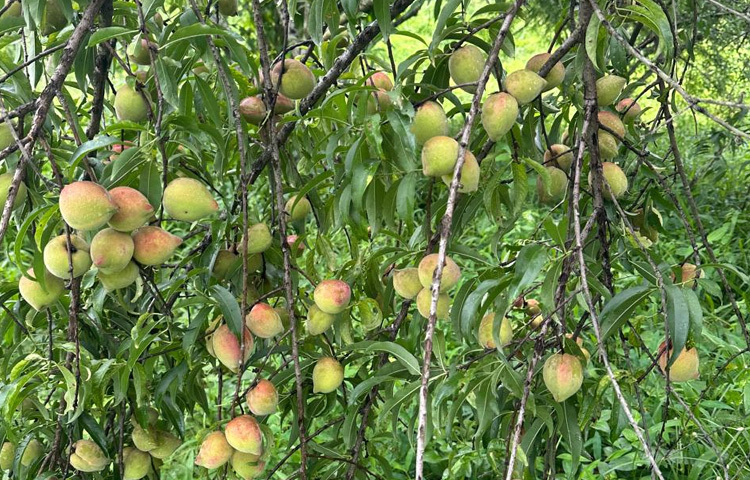 গাছভর্তি ফল থোকায় থোকায় ঝুলছে।