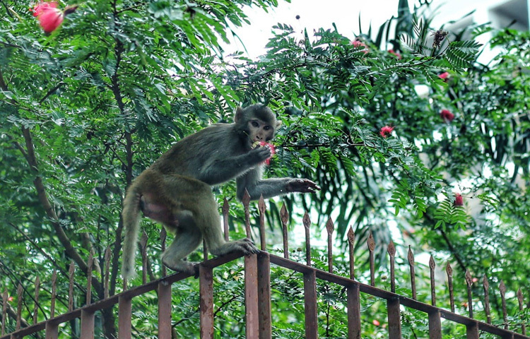 এই দৃশ্য দেখে প্রথমে অনেকেই অবাক হন। কেউ ভাবেন, হয়তো সার্কাস থেকে পালিয়ে এসেছে। আবার কেউ কেউ বলেন, পাশের কোনো পাহাড়ি এলাকা থেকে নেমে আসা বন্য প্রাণী। তবে যাই হোক, তার এই ফুল খাওয়ার কাণ্ড যেন প্রকৃতির সঙ্গে নগরের বিরল সংযোগ তৈরি করে দিয়েছে।