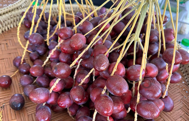 নোনক বলেন, ‘এখন তার বাগানে দুবাই, ইরান ও ইংল্যান্ড তিন দেশের তিন জাতের খেজুর গাছ ও খেজুর আছে। থাইল্যান্ডে চাহিদার প্রায় ৫০ ভাগ খেজুর সরবরাহ হয় এই বাগান থেকে।’ ছবি: এম মাঈন উদ্দিন