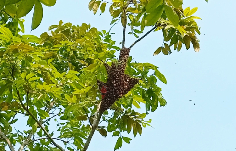 ফয়সাল বেপারী নামের এক স্থানীয় কৃষক বলেন, আগে যখন মৌচাষিরা আসতো তাদের জমিতে বসতে দিতাম না। আমরা আসলে বুঝতাম না জমির পাশে মৌ বাক্স বসালে ফলন ভালো হয়। ছবি: বিধান মজুমদার