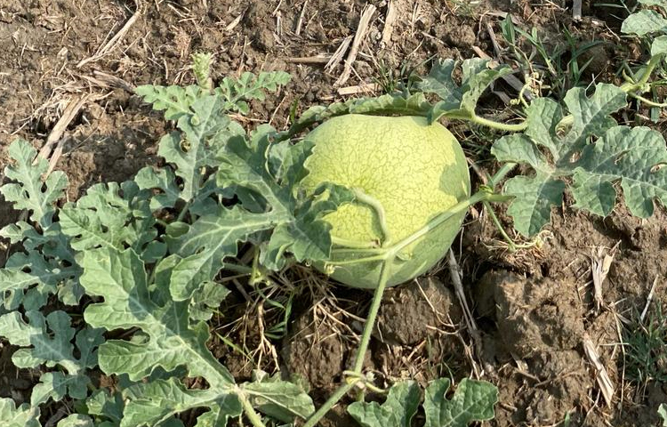 রবি মৌসুমে চরের অধিকাংশ জমি খালি পড়ে থাকলেও চলতি বছর এখানে তরমুজ চাষ করে আশার আলো দেখছেন কৃষকেরা। ছবি: এম মাঈন উদ্দিন