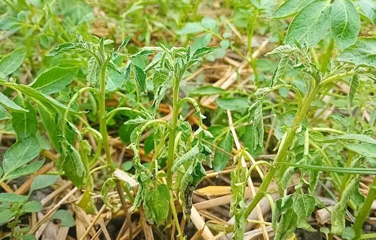 লালমনিরহাট কৃষি বিভাগের তথ্যমতে, এ বছর ৬ হাজার ৫০০ হেক্টর জমিতে আলুর চাষাবাদের লক্ষ্যমাত্রা নির্ধারণ করা হয়েছে। এরমধ্যে মাত্র ২ হাজার ২০০ হেক্টর জমিতে চাষাবাদ হয়েছে।