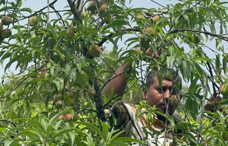 কাঁচা ফল শক্ত, খোসা খসখসে। পাকলে নরম ও চাপ দিলে সহজে ভেঙে যায়। পাকা ফলের রসালো শাঁস হালকা হলুদ ও ভেতরের দিকে লাল, শাঁসের স্বাদ টক। ফলের মধ্যে খয়েরি রঙের একটি শক্ত বীজ থাকে।