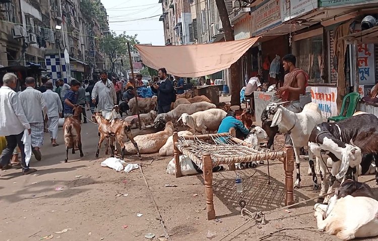 ৫ জুন সরেজমিন ঘুরে দেখা গেছে, ধর্মপ্রাণ মুসলিমদের ভিড়ে সরগরম হয়ে উঠেছে জাকারিয়া স্ট্রিটের অস্থায়ী পশুহাট।