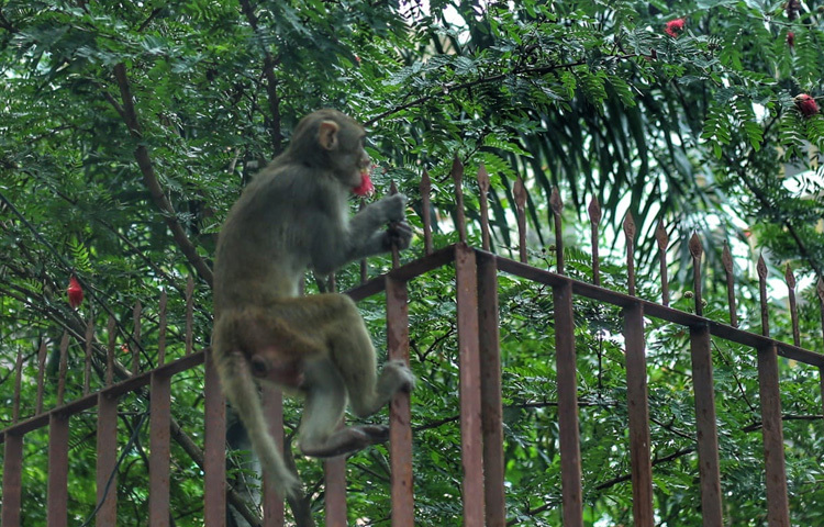ঘটনার একটি ভিডিও এরই মধ্যে ভাইরাল হয়ে গেছে সোশ্যাল মিডিয়ায়। কেউ লিখেছেন, ‘ঢাকার ধুলোবালি আর কংক্রিটের মাঝে একটু সবুজ আর প্রাণ দেখলাম।’
