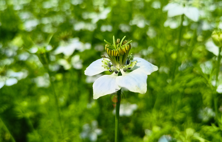 জানা যায়, শরীয়তপুরের জাজিরা উপজেলার মুলনা ইউনিয়নের অন্তত ১২টি স্থানে চলছে কালোজিরার মধু আহরণ। ছবি: বিধান মজুমদার