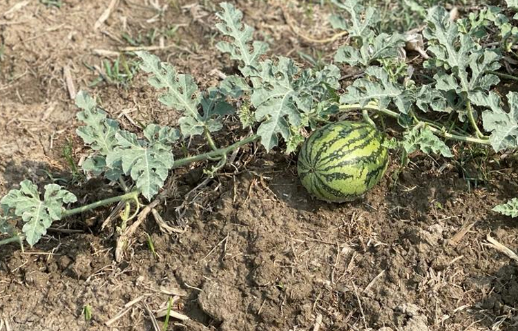 স্থানীয় কৃষকদের জমি বর্গা নিয়ে চীন, আমেরিকা ও বাংলাদেশি ৮ প্রজাতির তরমুজ চাষ করেন। ৫০০ একর জমিতে তাদের অধীনে প্রায় শতাধিক শ্রমিক কাজ করছেন। ছবি: এম মাঈন উদ্দিন