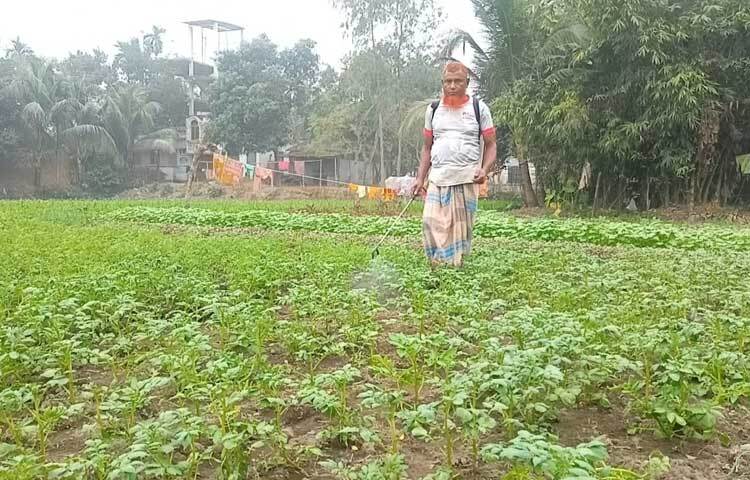 আলু গাছের পাতা কুঁকড়িয়ে মরে যাচ্ছে।