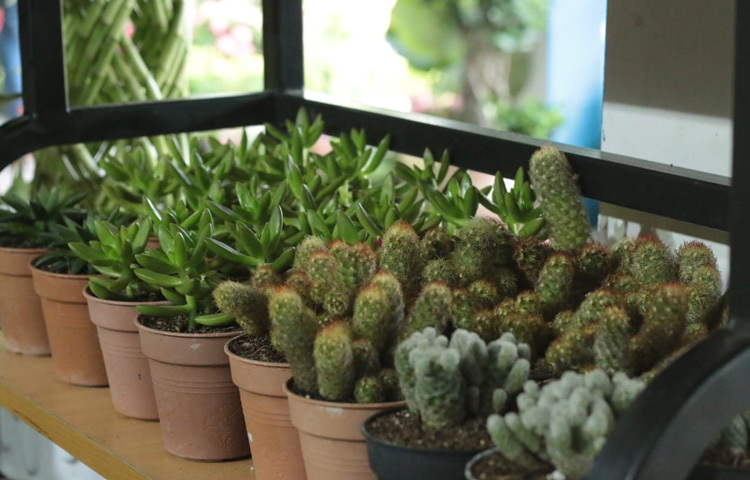 এছাড়া মেলায় পাওয়া যাচ্ছে ইনডোর প্ল্যান্টের জন্য বিশেষ পাত্র, ছাঁটাই যন্ত্র ও সার। অনেকে মেলা থেকেই কিনে নিচ্ছেন একাধিক জাতের গাছ এবং সঙ্গে সংগ্রহ করছেন প্রয়োজনীয় টিপসও।