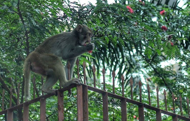 বানরটিকে বেশি আগ্রহী দেখা গেছে গাছের ছোট ছোট লাল-হলুদ ফুলের প্রতি। বিশেষজ্ঞরা বলছেন, অনেক প্রজাতির ফুলেই প্রাকৃতিক মিষ্টতা থাকে, যা কিছু বন্য প্রাণীর কাছে আকর্ষণীয় হতে পারে। তাছাড়া ফুলে থাকা কচি কুঁড়িও হতে পারে এর প্রধান টার্গেট।