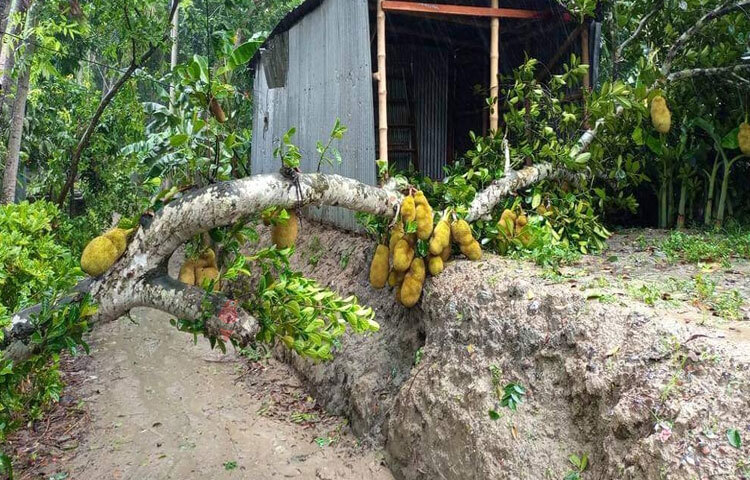 এতে জেলার সদরপুর উপজেলার নারিকেল বাড়িয়া ইউনিয়নে ৮ থেকে ১০টি কাঁচাঘর ক্ষতিগ্রস্ত ও চরভদ্রাসন উপজেলার ঝাউকান্দা এলাকার দুটি ঘর ঝড়ে পড়ে গেছে। ছবি: এন কে বি নয়ন