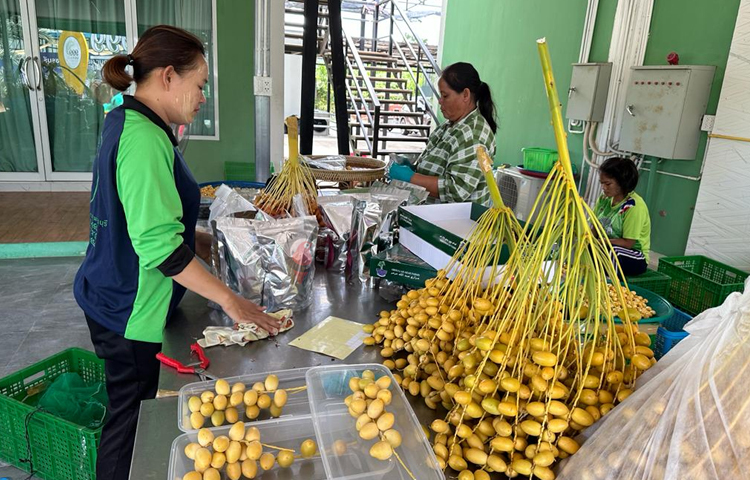 তপ্ত দুপুরে ক্লান্ত শরীরের গাড়ি থেকে নামার পর বিভিন্ন ধরনের তরতাজা খেজুর দেখে মনে হলো মুহূর্তে ক্লান্তি দূর হয়ে গেছে। দেখা গেলো, অনেক কর্মচারী কাজ করছেন। কেউ খেজুর প্যাকেটজাত করছেন, কেউ খেজুর বাছাই করছেন আবার কেউ বাগান থেকে খেজুর সংগ্রহ করে নিয়ে আসছেন। ছবি: এম মাঈন উদ্দিন