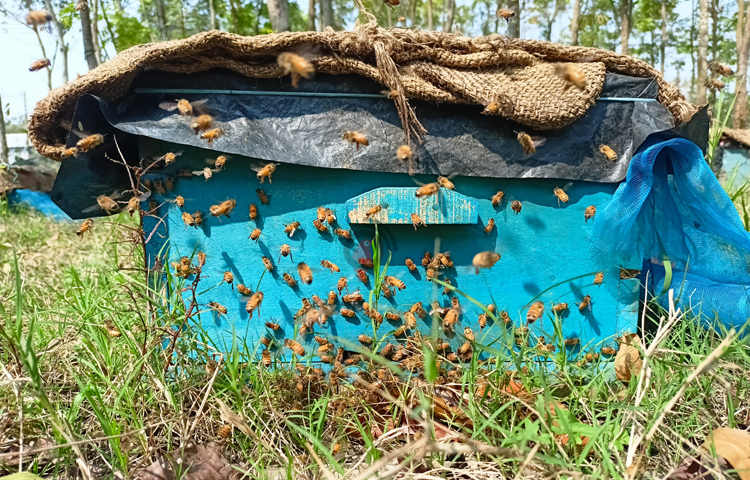 এসব জায়গায় মধু আহরণের জন্য সিলেট, শেরপুর, দিনাজপুর, সাতক্ষীরা, মাগুরা, নাটোরসহ বিভিন্ন স্থান থেকে মৌ খামারিরা এসে আস্তানা গেড়েছেন। ছবি: বিধান মজুমদার