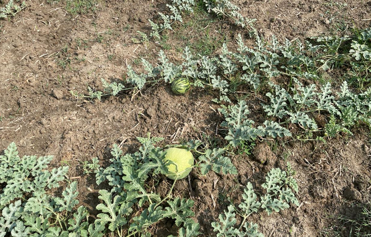 কৃষকেরা জানান, সঠিক পরিচর্যা করলে তরমুজ চাষ করে সফল হওয়া সম্ভব। তবে তরমুজ গাছ ছত্রাকসহ বিভিন্ন রোগে আক্রান্ত হয়। তাই সঠিক সময়ে কিটনাশক প্রয়োগ করা প্রয়োজন। তবে উপজেলা কৃষি অফিসে যোগাযোগ করে সহায়তা না পাওয়ায় হতাশা ব্যক্ত করেন উদ্যোক্তারা। ছবি: এম মাঈন উদ্দিন