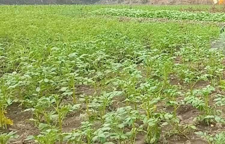 জানা গেছে, ১০ দিন থেকে ঘন কুয়াশার কারণে আলু গাছের পাতায় রোগ দেখা দিয়েছে। গাছের পাতা সাদা হয়ে ধীরে ধীরে গাছ নুয়ে পড়ে। ছত্রাকজনিত এ রোগটি ছড়িয়ে পড়ায় ফলন নিয়ে শঙ্কা কৃষকরা।