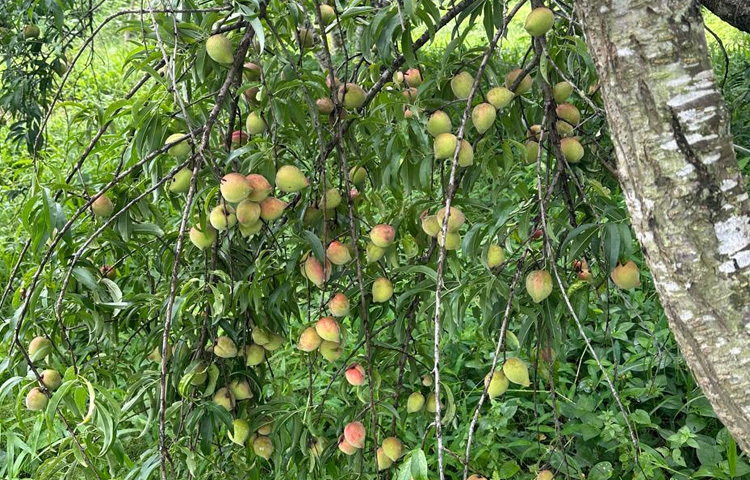 পিচ গাছ মাঝারি আকারের। পাতা অনেকটা ডালিম বা শরিফা পাতার মতো। ফুলের রং গোলাপি। ফল দেখতে ডিম্বাকার। মুখটা আমের মতো বাঁকানো ও সুঁচালো। কাঁচা ফলের রং সবুজ, পাকলে হালকা হলুদের ওপর লাল আভা হয়।