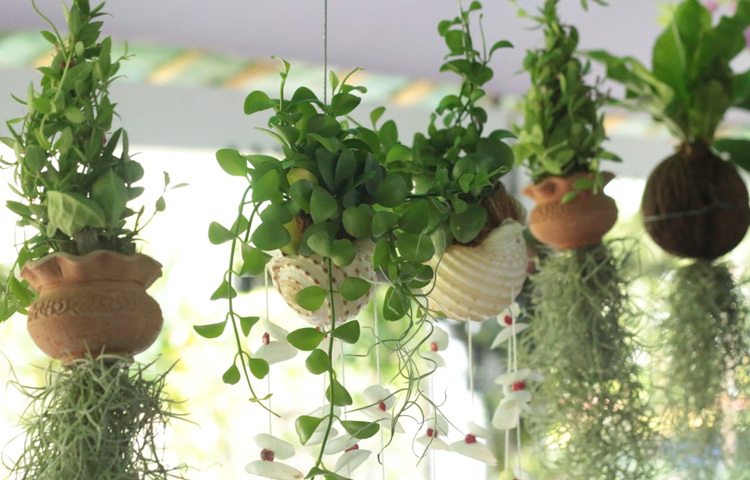 ইনডোর উদ্ভিদের দৃষ্টিনন্দন সংগ্রহের মাঝে সবচেয়ে বেশি নজর কেড়েছে অর্কিডের বাহারি উপস্থিতি।