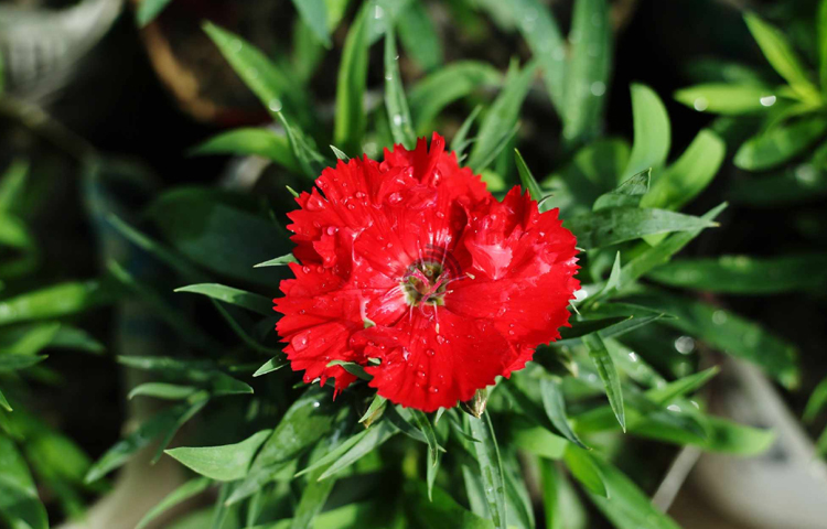 নতুন বাজারের ভাটারা এলাকার নার্সারিতে দেখা মিলেছে হরেক রকম ফুল ও চারার। ছবি: মাহবুব আলম