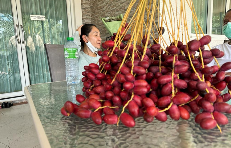 এরপর আমরা এই বিশাল খেজুর বাগান ঘুরে ঘুরে দেখলাম। হাসান ভাই থাই ভাষা বলতে পারেন। তার সঙ্গে ওই নারীর বাগান সম্পর্কে বিভিন্ন কথা-বার্তা হলো। ছবি: এম মাঈন উদ্দিন