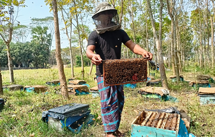 চলতি মৌসুমে জেলায় ১৫ হাজার কেজি কালোজিরার মধু আহরণের লক্ষ্যমাত্রা রয়েছে। গত মৌসুমে আহরণ করা মধুর পরিমাণ ছিল ১১ হাজার ৩৭০ কেজি। ছবি: বিধান মজুমদার