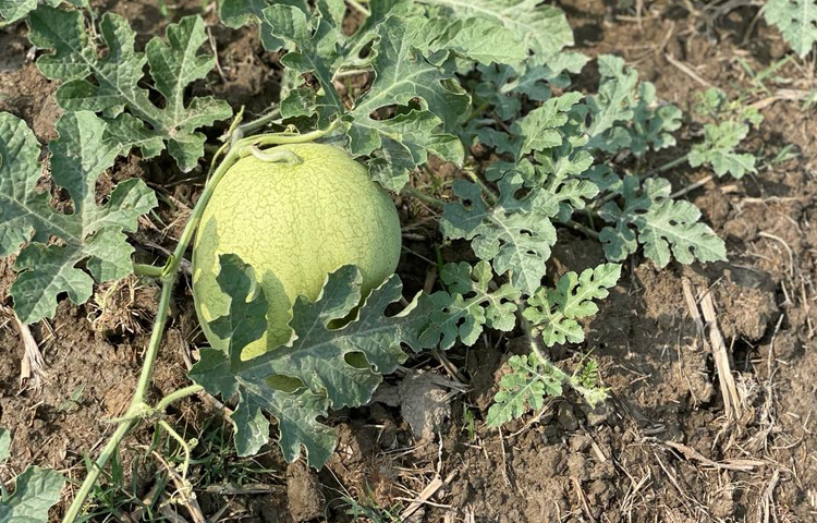 ইছাখালী ইউনিয়ন পরিষদের চেয়ারম্যান নুরুল মোস্তফা বলেন, এ বছর সুবর্ণচর এলাকার কয়েকজন উদ্যোক্তা তরমুজ চাষ করেছেন। গাছের বৃদ্ধি ভালো হওয়ায় তরমুজের বাম্পার ফলন হওয়ার সম্ভাবনা আছে। এখান থেকে প্রশিক্ষণ নিয়ে মিরসরাইয়ের বিভিন্ন গ্রামে তরমুজ চাষ করা সম্ভব। ছবি: এম মাঈন উদ্দিন