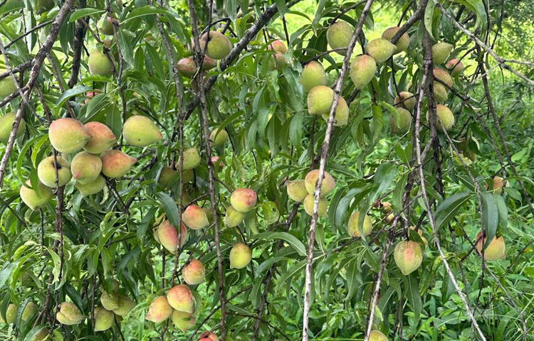 পিচ ফল পাকে মে-জুন মাসে। এক কেজি ফল থেকে প্রায় ৪৭০ ক্যালরি শক্তি পাওয়া যায়। চোখ কলম করে পিচ ফলের বংশবৃদ্ধি করা সম্ভব।