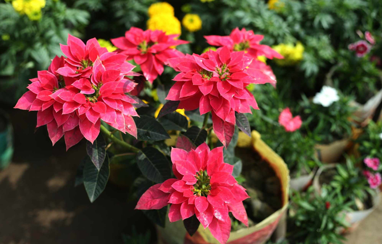 প্রকারভেদে ৫০ থেকে ২০০ টাকায় এসব চারা পাওয়া যাচ্ছে নার্সারিগুলোতে। ছবি: মাহবুব আলম