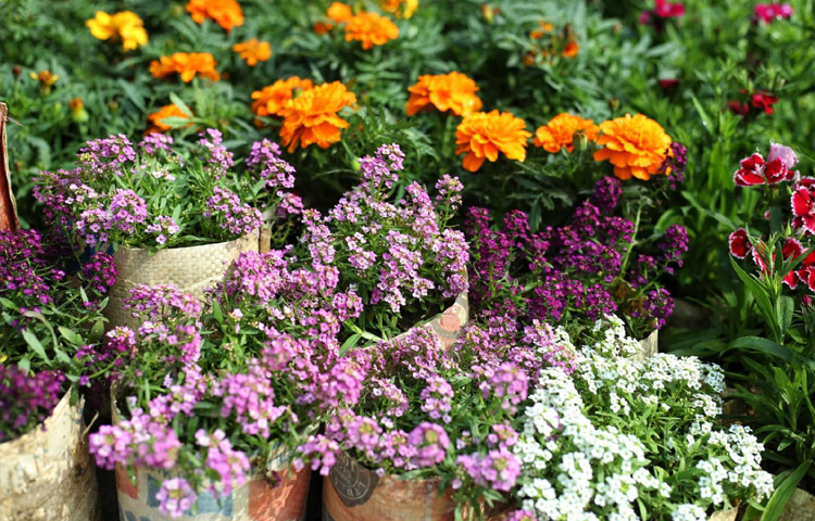 সেখান থেকে পছন্দমতো ফুলের চারা নিয়ে রাঙিয়ে তোলেন বাসার বারান্দা ও ছাদ। ছবি: মাহবুব আলম