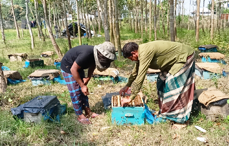 সিলেট থেকে আসা মো. শাহাবুদ্দীন নামের এক মৌচাষি বলেন, ৩১ বছর ধরে আমি বিভিন্ন জেলায় ঘুরে ঘুরে মধু সংগ্রহ করে থাকি। কালোজিরার মৌসুমে আমি শরীয়তপুরে চলে আসি। এ বছর অনেক জমিতে কালোজিরার চাষ হয়েছে তাই মধুও ভালো পাচ্ছি। ছবি: বিধান মজুমদার