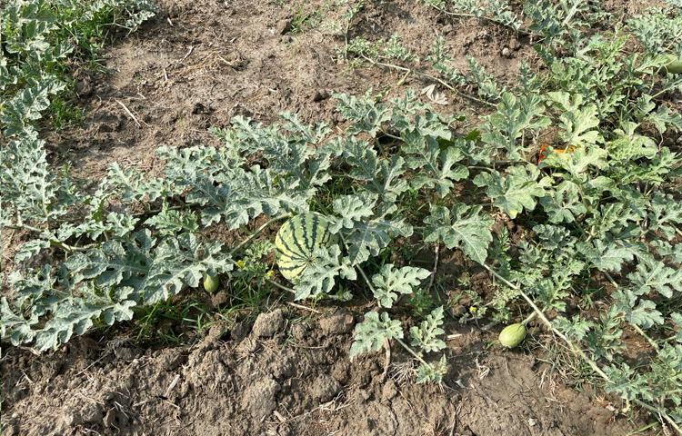 তরমুজ চাষি নুরুল মোস্তফা বলেন, এবার ডিসেম্বরের শেষদিকে ১৬ জন মিলে ১৬৫ কানি জমিতে তরমুজের চারা রোপণ করেছি। এখন গাছে ফুল ও মুকুল আসতে শুরু করেছে। আশা করছি ফলন ভালো হবে। ছবি: এম মাঈন উদ্দিন