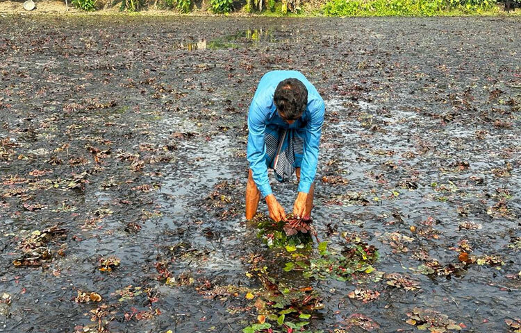 জানা যায়, বাণিজ্যিকভাবে পানিফল চাষ করে ব্যাপক লাভবান হচ্ছেন জয়পুরহাটের চাষিরা। এ ফল চাষে খরচও একেবারে কম। বিঘাপ্রতি ৩-৪ হাজার টাকা খরচ করে লাভ হচ্ছে ৩৫-৪০ হাজার টাকা পর্যন্ত। ছবি: জাগো নিউজ