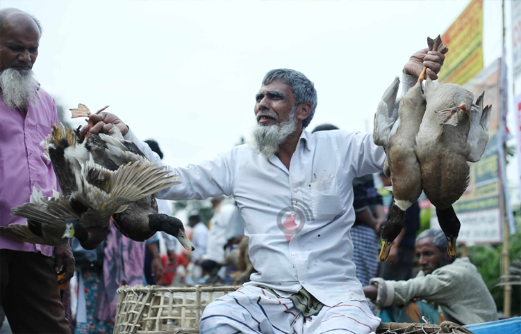 দেশি হাঁস বিক্রি হচ্ছে ৫৫০ থেকে ৭০০ টাকায়। ছবি: মাহবুব আলম