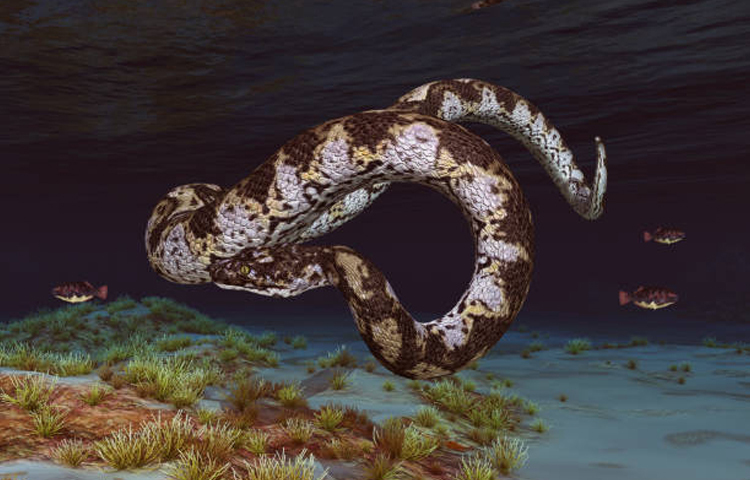 ভূতাত্ত্বিক সময়রেখা বিবেচনায়, এই সাপটি প্রায় ৬০-৫৮ মিলিয়ন বছর আগে মধ্য থেকে শেষ প্যালিওসিন যুগে বাস করতো। প্রাথমিকভাবে এটিকে শীর্ষ শিকারি বলে মনে করা হয়েছিল, তবে খুলির হাড়ের গঠন থেকে জানা যায় যে এটি মাছ শিকারে বিশেষজ্ঞ ছিল। ছবি: সংগৃহীত