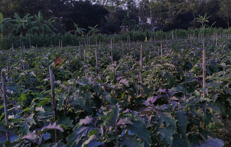 মিরসরাই উপজেলা কৃষি অফিস সূত্রে জানা গেছে, উপজেলায় এবার ১২০ হেক্টর জমিতে বেগুনের আবাদ হয়েছে। তারমধ্যে ৩৫ হেক্টর জমিতে আবাদ করা হয়েছে ‘তাল বেগুন’। ছবি: এম মাঈন উদ্দিন