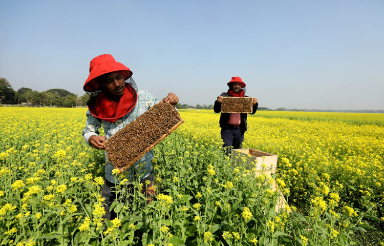 মৌমাছিরা এখন সরিষা ফুল থেকে মধু আহরণে বেজায় ব্যস্ত। ছবি: মাহবুব আলম